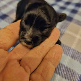 Streak - Black and tan female Yorkshire Terrier puppy in Jamestown, Tennessee from Royal  Furbabies