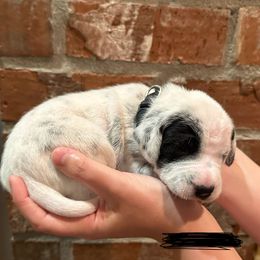 Dalmatian Puppies from Cowart’s Dalmatians