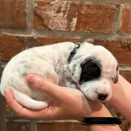 Dalmatian Puppies from Cowart’s Dalmatians