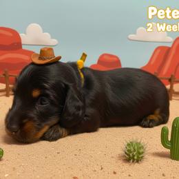 Peter (Yellow) - Black and tan male Dachshund puppy in Humble, Texas from Foley Dachshunds