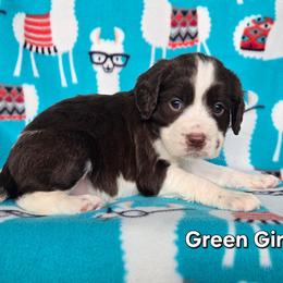 Girl 1 Green - Liver and white female English Springer Spaniel puppy in Potosi, Wisconsin from Point and Flush Gun Dogs
