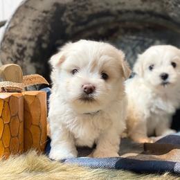 Cavapoo and Coton de Tulear Puppies from Big Gulch Puppies