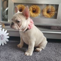 French Bulldogs from Real Dream Productions