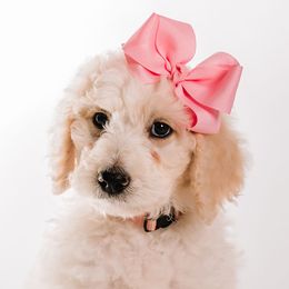 Pink - "Charlotte" - Bernedoodle puppy from Shabbey Sheek Bernedoodles