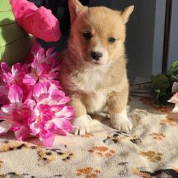 Pembroke Welsh Corgi Puppies from Running Hills Pembroke Corgi