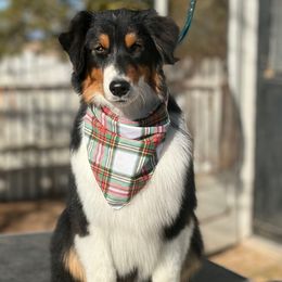 Lachlan - Black tri-color male Australian Shepherd puppy in Watkins, Colorado from FoxRest Australian Shepherds