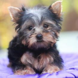 Lovely Girl - Blue and gold female Yorkshire Terrier puppy in Stanton, California from Essence of Grace Yorkies