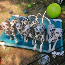 Frost, Purple collar - White and black female Dalmatian puppy in Decatur, Alabama from Hollytree Dalmatians