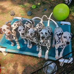 Frost, Purple collar - White and black female Dalmatian puppy in Decatur, Alabama from Hollytree Dalmatians
