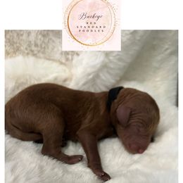 Black - Male - Red  male Poodle puppy in Lima, Ohio from Buckeye Red Standard Poodles