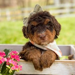 Mary - Girl 2 - Phantom female Bernedoodle puppy in Bellville, Ohio from Bernedoodle Buddies