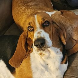 CHLOE - Basset Hound