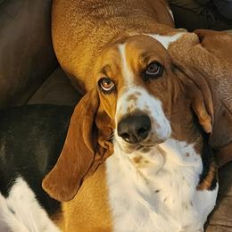 CHLOE - Basset Hound