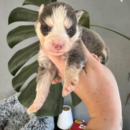 Apollo - Blue male Pomsky puppy in Boonville, Indiana from Elysian Pomskies