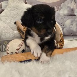 James Dean - Tri-color male Double Doodle puppy in Prescott Valley, Arizona from Ramirez Family Doodles