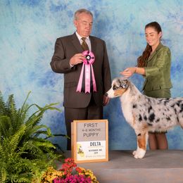 Australian Shepherd Puppies from Cu2 Aussies
