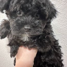 Sleepy ❤️ - Black Yorkipoo puppy in Apple Valley, California from Boujeepups