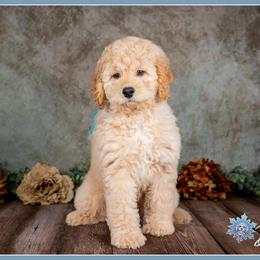 Aaron - Red male Cockapoo puppy in Connersville, Indiana from Deaz Doodle Ranch