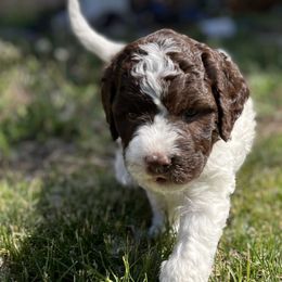 Poppy - Lagotto Romagnolo puppy in Anchorage, Alaska from Joyful Heart
