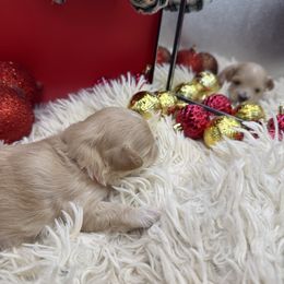 Patsy Cline - Apricot female Maltipoo puppy in Wayland, New York from Loris Pampered Pooches💕