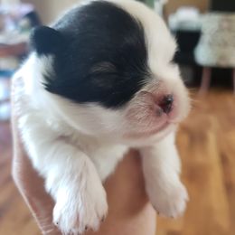 Pomeranian Puppies from Janet Clifton