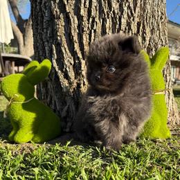 Bonnie - Blue female Pomeranian puppy in San Jacinto, California from Savvypomeranians