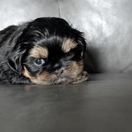 Nicholas - Black and tan male Shih Tzu puppy in Port Huron, Michigan from Shih Tzu Cottage