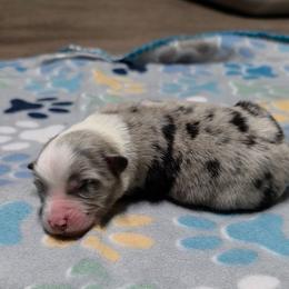 Lyle - Blue merle male Miniature Australian Shepherd puppy in Leonard, Texas from Tin Roof Aussies