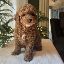 Red Collar Cooper - Red  male Goldendoodle puppy in Bristol, Tennessee from 4goldendoodles