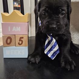 Cane Corso Puppies from Carrie Brown's Cane Corsos