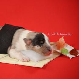 Australian Shepherd Puppies from Dovehawk Australian Shepherds