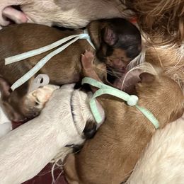 Cavapoo puppies from Mc Doodles of Texas LLC