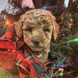 Cavapoo puppies from Revasdoodles