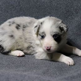 Zulu - Blue merle female Border Collie puppy in Richmond, Maine from Lil Maine Border Collies