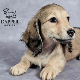 Maple - Cream female Dachshund puppy in Zephyrhills, Florida from Dapper Doxies