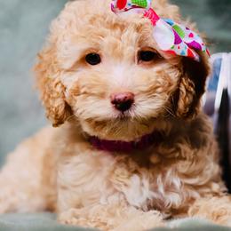 Pearl - Apricot female Goldendoodle puppy in Forney, Texas from Diamond Doodle Pups and Poodles