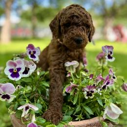 Coral - Red  female Poodle puppy in Round Rock, Texas from Round Rock Rubies
