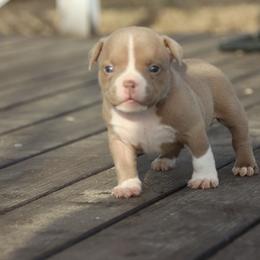 Girl 2 - Lilac female American Bully puppy in Dixon, Kentucky from Haymaker Bully Camp