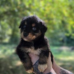 Starling - Black tri-color male Australian Shepherd puppy in London, Kentucky from Kenmont Kennels
