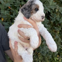 Mike - Merle male Bernedoodle puppy in Gilbert, Arizona from Gilbert Bernedoodles & Whoodles