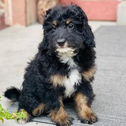 Bernedoodles, French Bulldogs, and Lhasa Apsos from Puppies For You