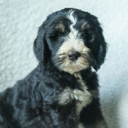 Boy 4 - male Australian Mountain Doodle puppy in Travelers Rest, South Carolina from Upstate Aussie Mountain Doodles