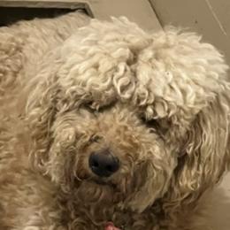 Jolene - Goldendoodle