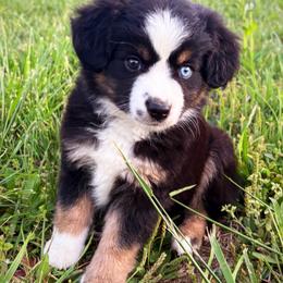 Vanessa - Black tri female Miniature American Shepherd puppy in Smithville, Arkansas from Cooper Creek Aussies