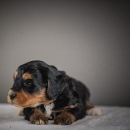 Teal - Tri-color male Bernedoodle puppy in Caldwell, Idaho from Boise Doodle Co.