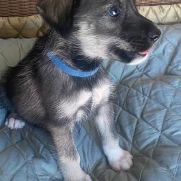 Companion Cross and Working Dog Cross Puppies from Amazing Standard Schnauzers