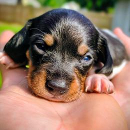 Zazu - Piebald male Dachshund puppy in Jackson, Tennessee from BlackPine Kennels