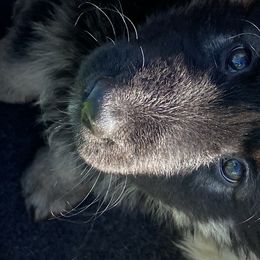 Shiloh Shepherds from Elkwood Shilohs