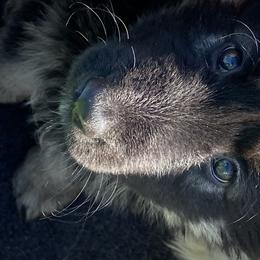 Shiloh Shepherds from Elkwood Shilohs