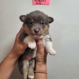Bluie male - Blue male Pembroke Welsh Corgi puppy in Tucson, Arizona from D-S Ranch Corgis
